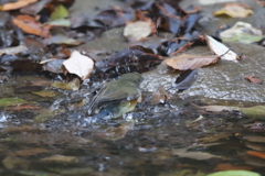 161204-5ルリお嬢さんのご入浴