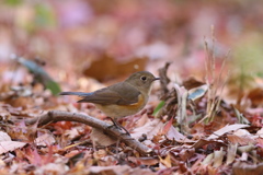 161211-19ルリビタキ