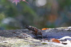 161206-15水を飲むアトリ（１／２）