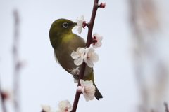 170301-6梅の蜜を吸うメジロ