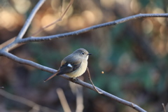 161216-4ペレットを吐き出すジョウビタキ♀（２／２）