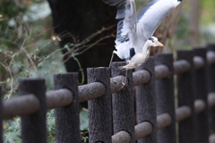 161214-3柵から降りるアオサギ（２／５）