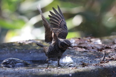 161209-12ツグミの水浴び