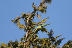 161221-10滑空するホンセイインコ