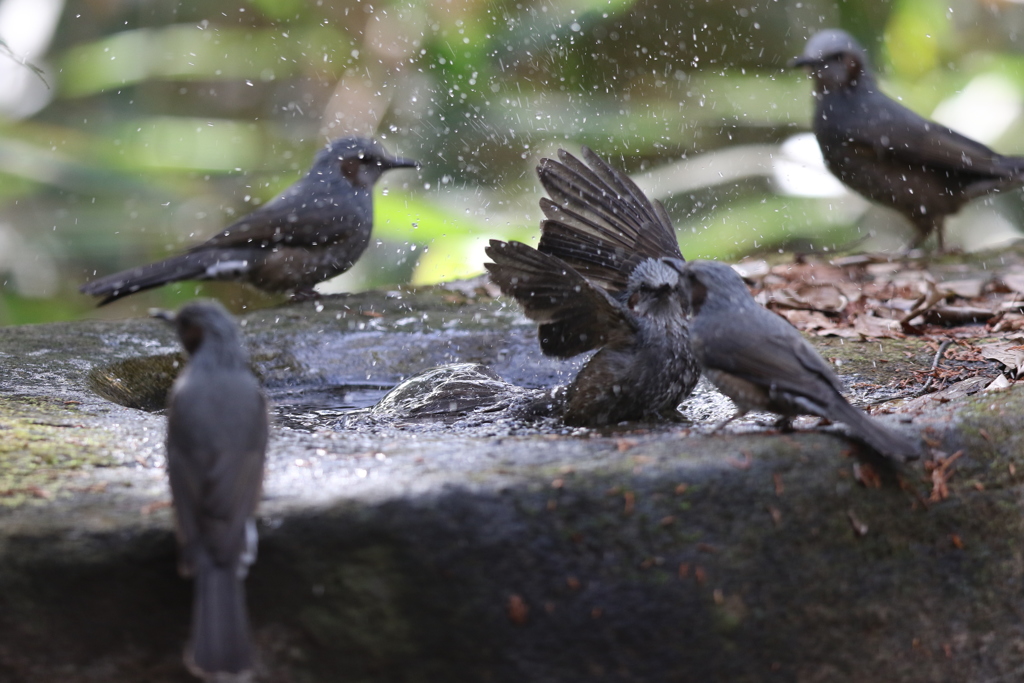 161130-35ヒヨドリの大衆浴場