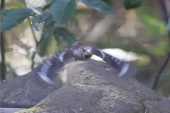 170105-9シメ♀の飛び出し（３／３）