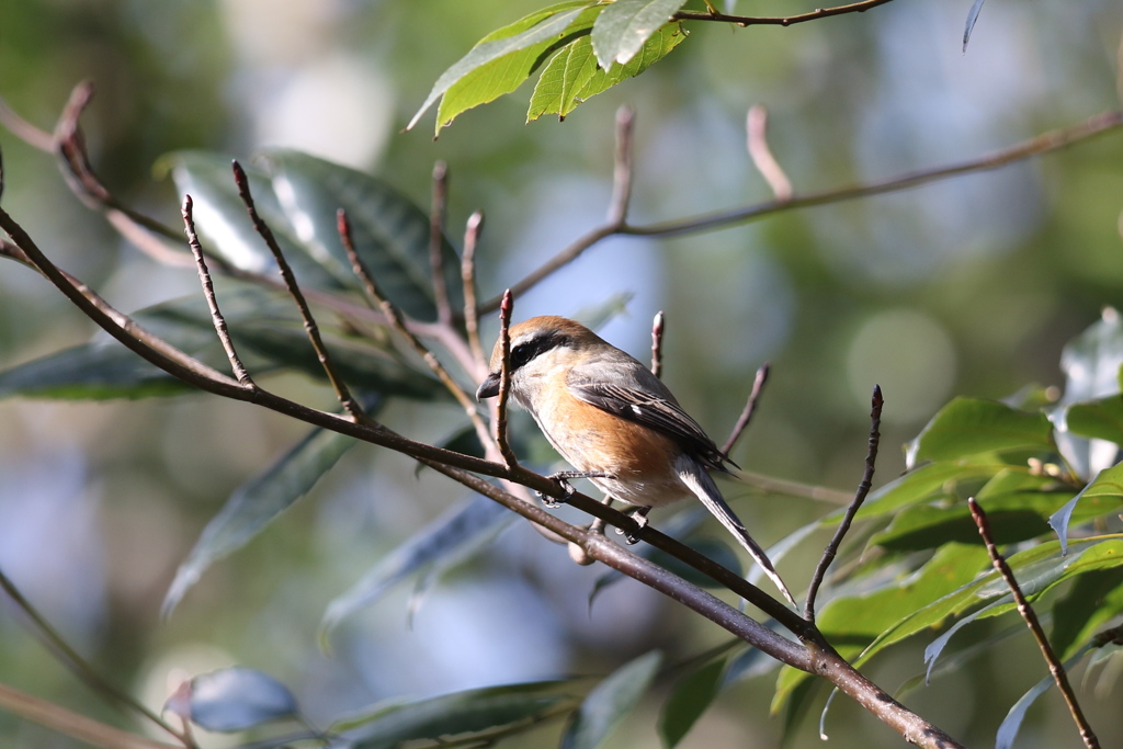170104-22枝が邪魔・モズ♂