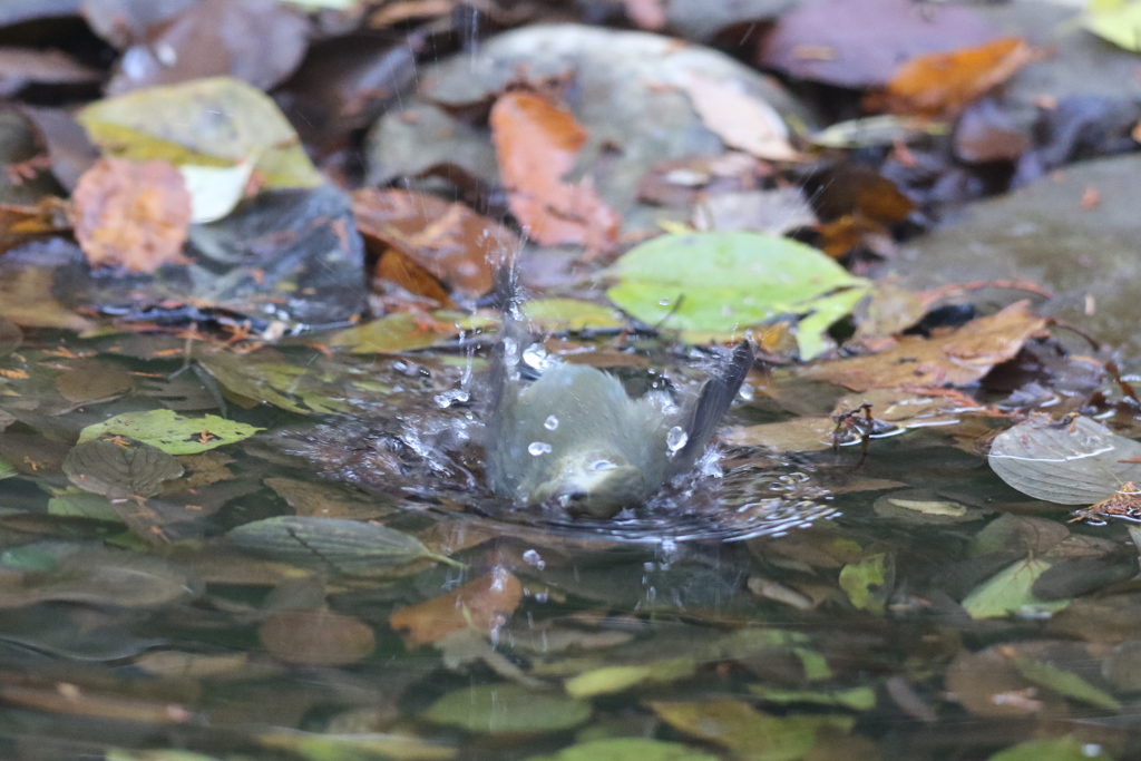 161130-9ルリビタキのお嬢さんのご入浴