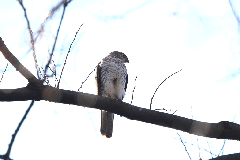 170113-12ツミ♀