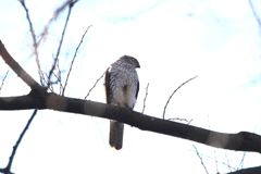 170113-12ツミ♀