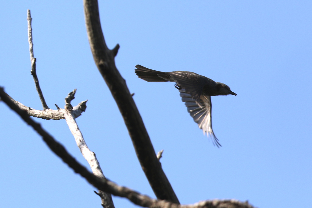 161118-6ヒヨドリ