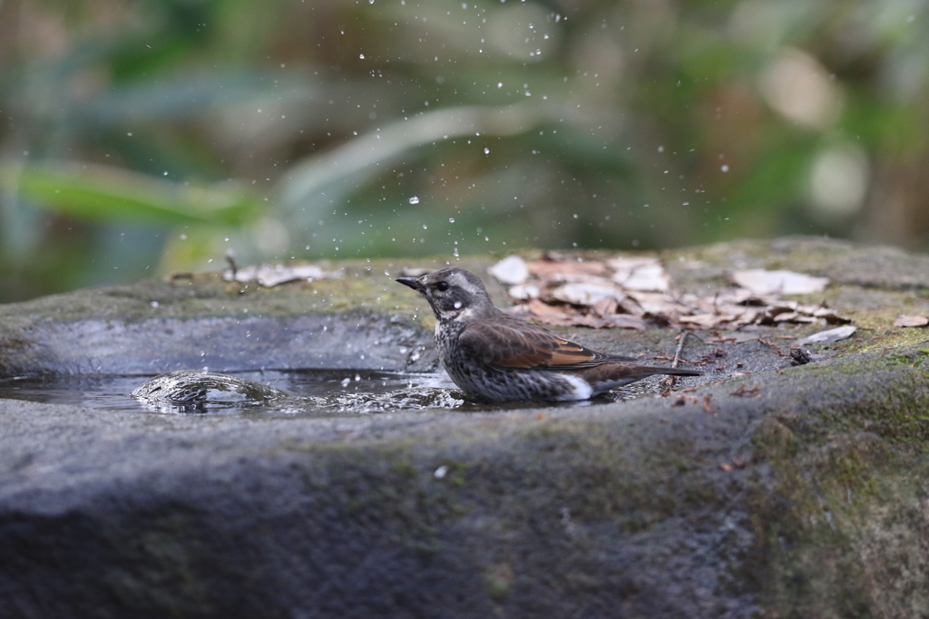 161219-12ツグミの水浴び
