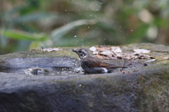 161219-12ツグミの水浴び