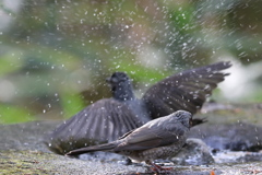 161130-21ヒヨドリの水浴び