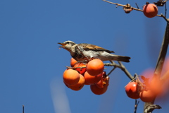 161211-9あ、落とした・ツグミの食事（４／４）