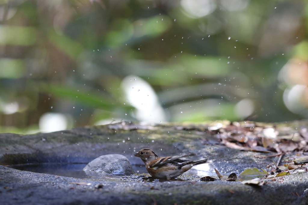 161203-25アトリの水浴びが終わって（１／３）