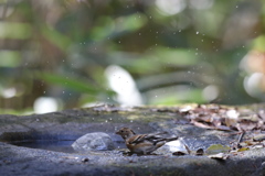 161203-25アトリの水浴びが終わって（１／３）