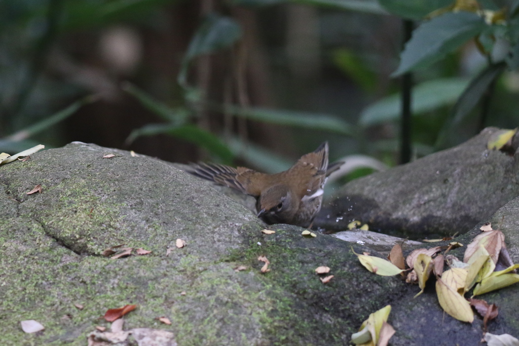 161116-11シロハラ