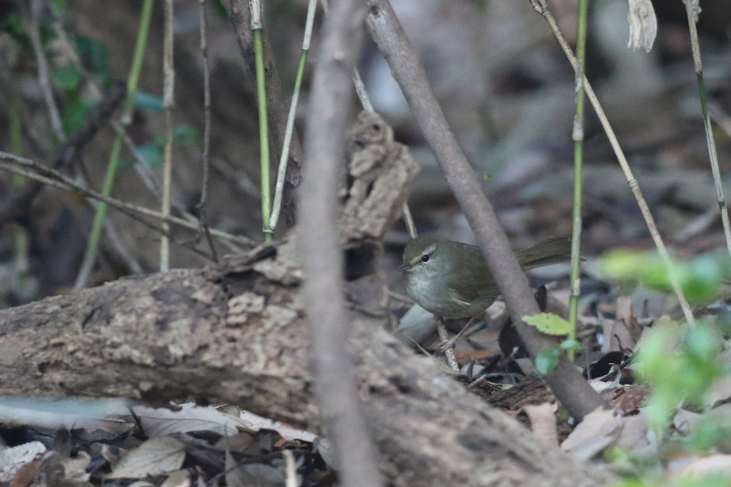 161224-2ウグイス