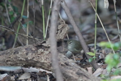 161224-2ウグイス