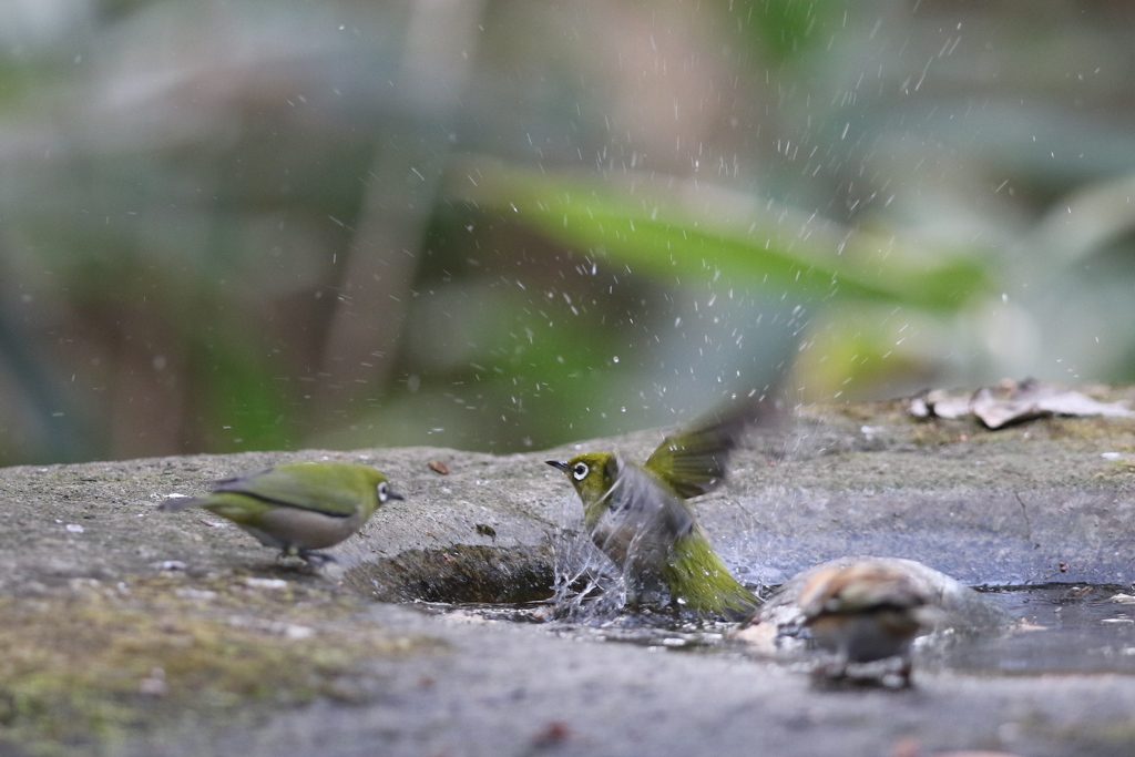 161213-7メジロの水浴び