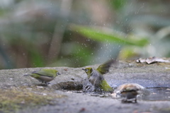161213-7メジロの水浴び