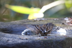 161218-29アトリの水浴び