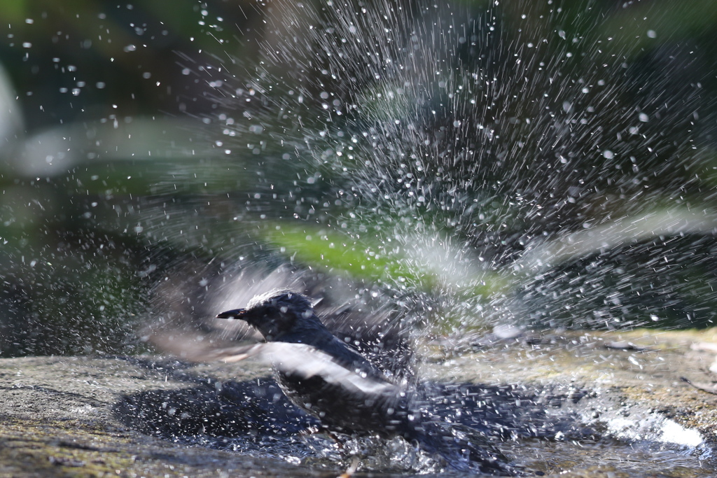 170107-17ヒヨドリの水浴び５