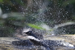 170107-17ヒヨドリの水浴び５