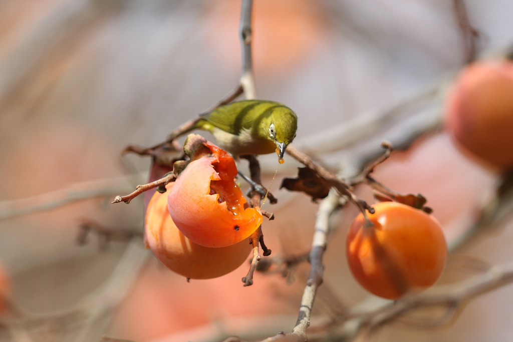 161204-24柿を食べるメジロ（３／６）