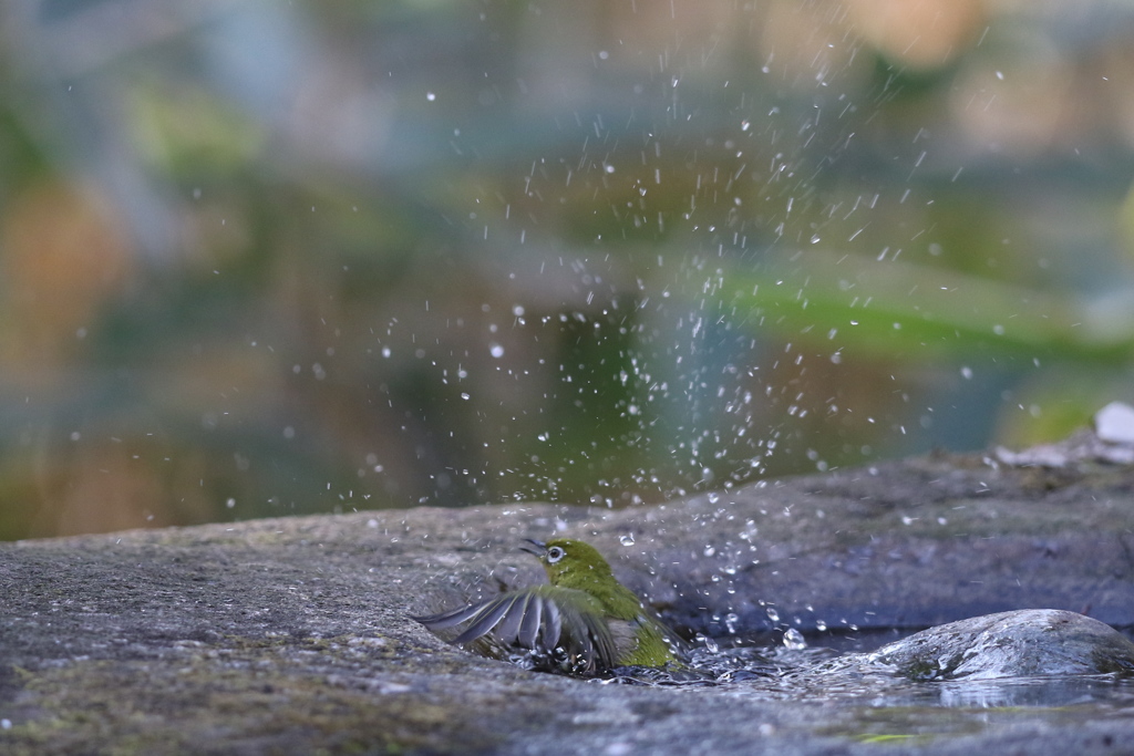 170104-21メジロの水浴び