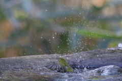170104-21メジロの水浴び