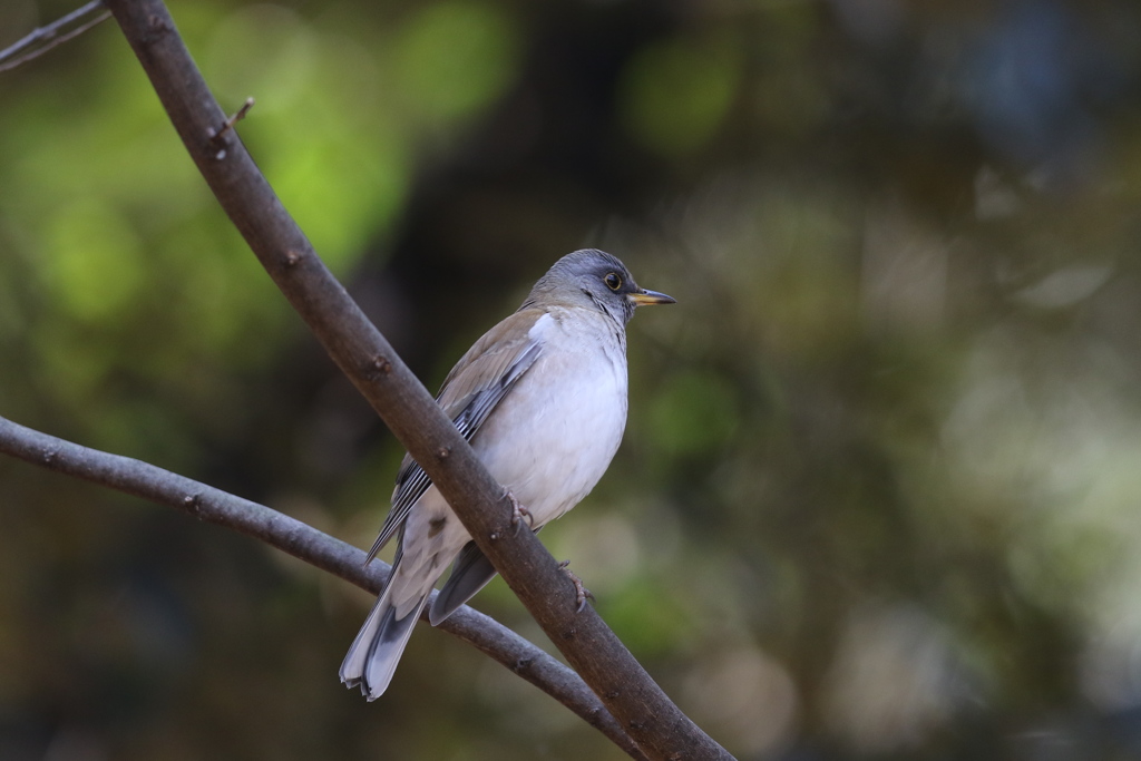 170106-11シロハラ♂