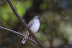 170106-11シロハラ♂