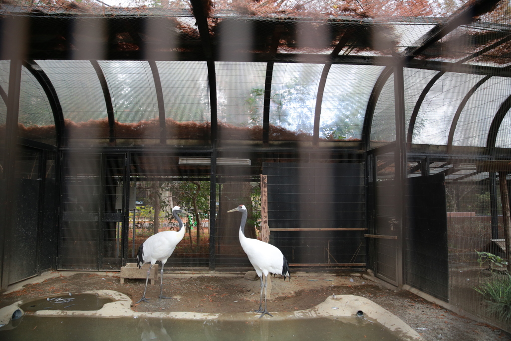 161129-15「あれ、幼鳥がいない」・タンチョウ