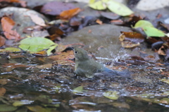 161130-11ルリビタキのお嬢さんのご入浴