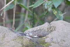 170205-2ウグイスの水浴び