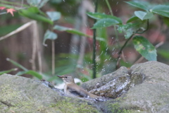 161220-1シロハラの水浴び