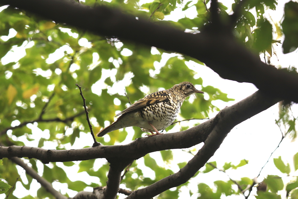161116-6トラツグミ