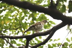 161116-6トラツグミ