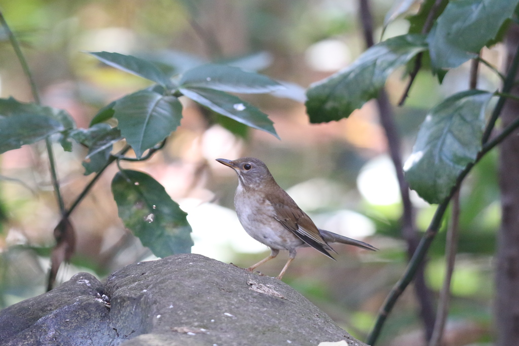 161209-14シロハラ♀