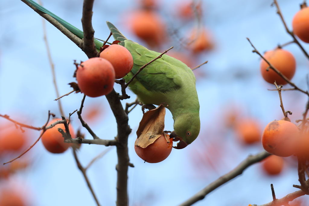 161220-2柿を食べるホンセイインコ（１／２）