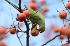 161220-2柿を食べるホンセイインコ（１／２）