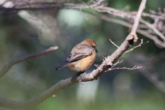 170111-1後ろから失礼・モズ