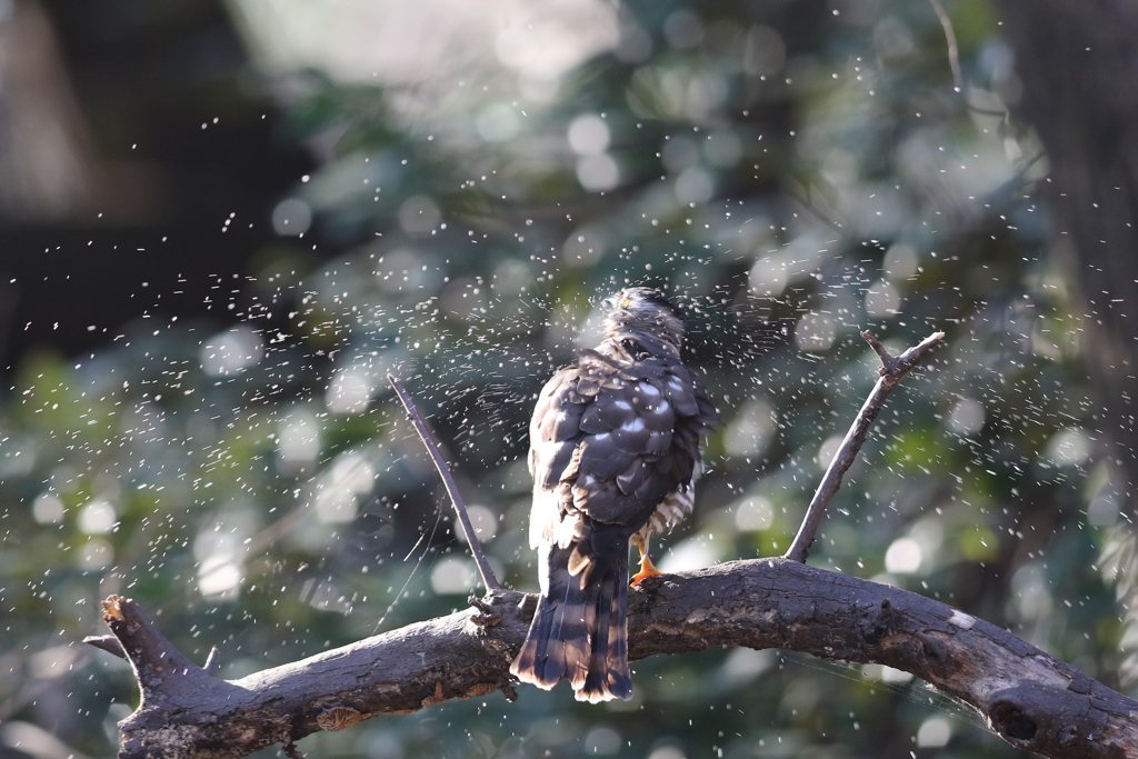 170104-16ツミ♀の水浴びが終わって
