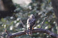 170104-16ツミ♀の水浴びが終わって