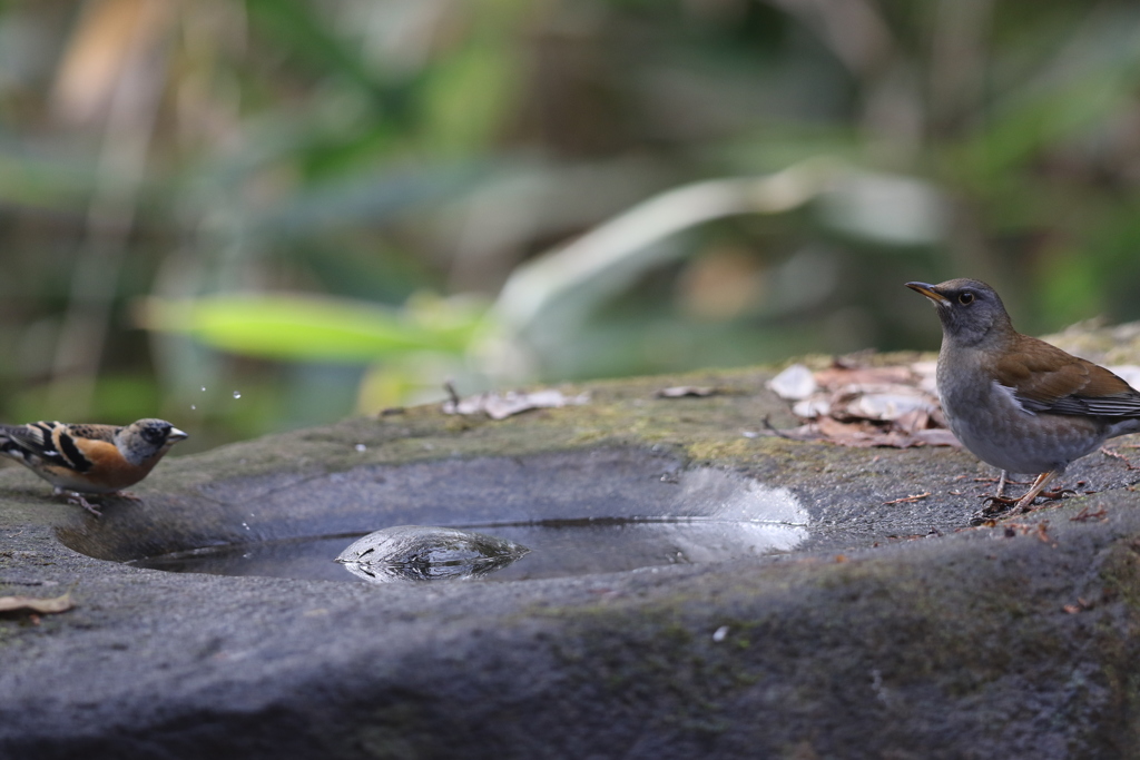161219-17シロハラ(右)とアトリ