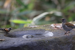 161219-17シロハラ(右)とアトリ