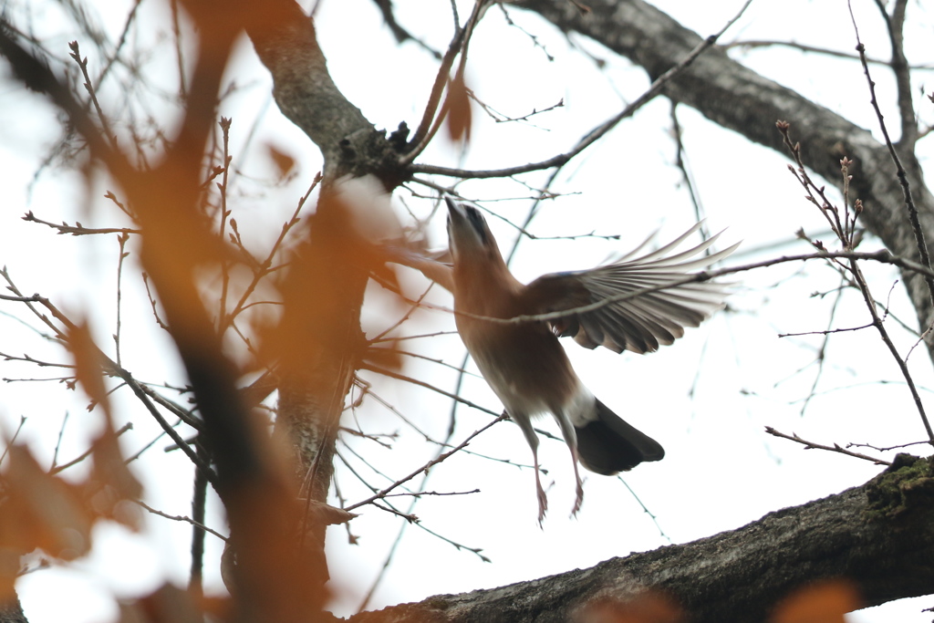 161222-4カケス（２／２）