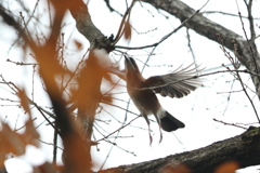 161222-4カケス（２／２）